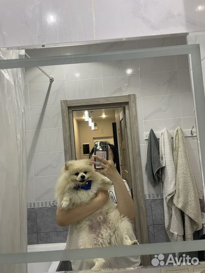 Немецкий шпиц вязка