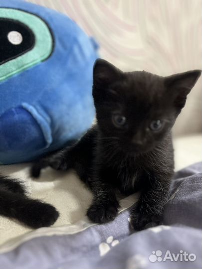 Котенок в добрые руки