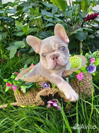 Изабелла Нью Шейд Мерле с подпалом. Мальчик