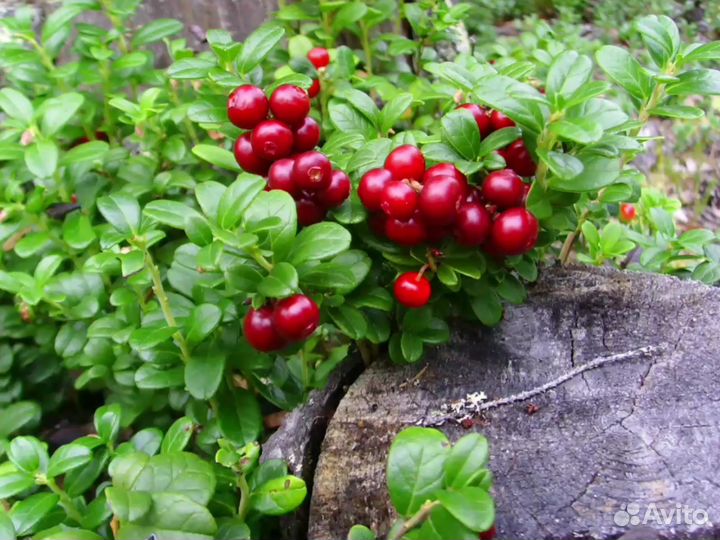 Брусника свежая