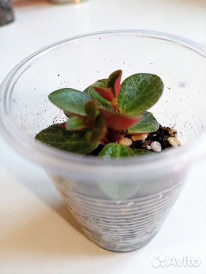 Пеперомии Много сортов 2