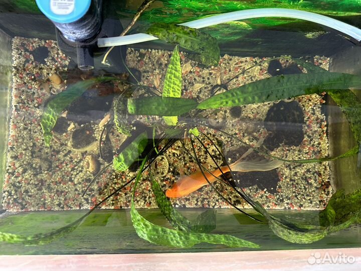 Аквариум с рыбками