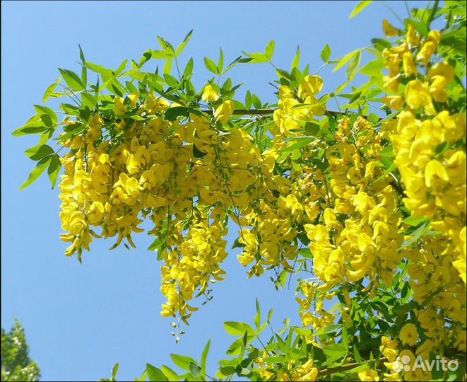 Семена деревьев и кустарников
