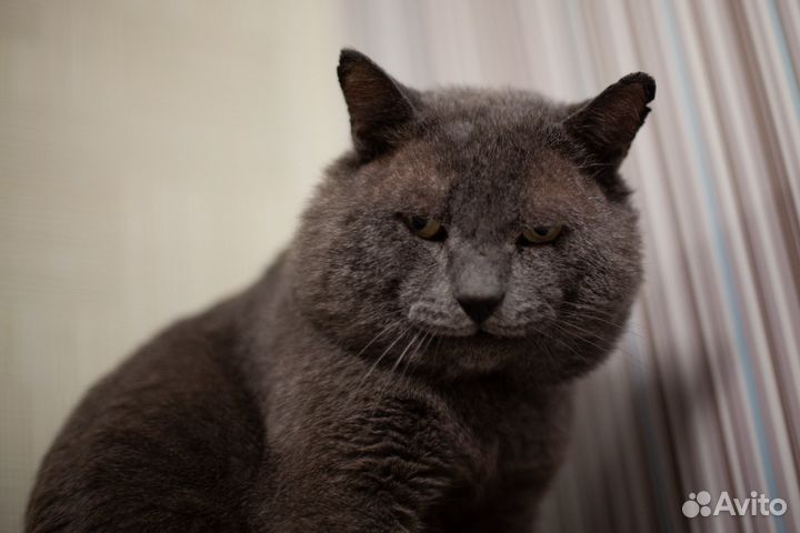 Кот в добрые руки