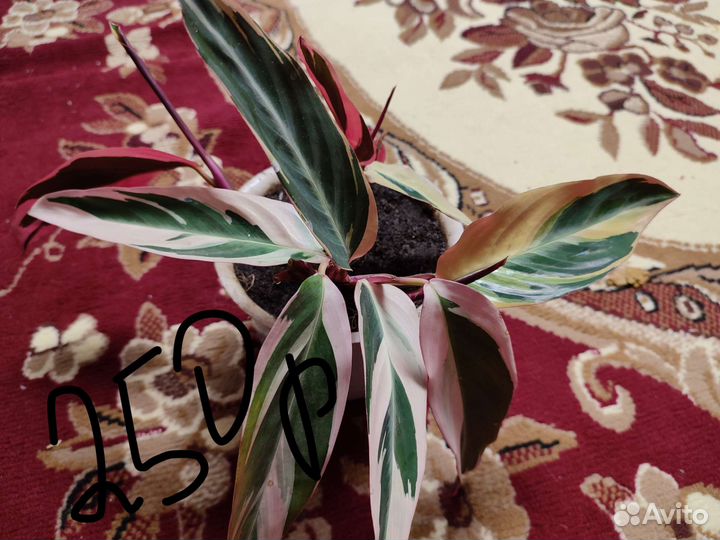 Продам цветы комнатные