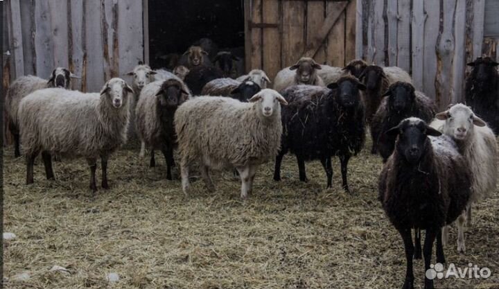 Овцы бараны