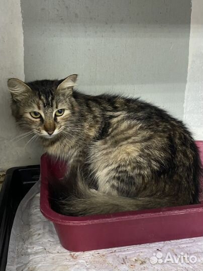 Помогите спасти кошечку, кошечка в дар