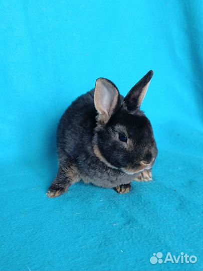 Карликовые рексы