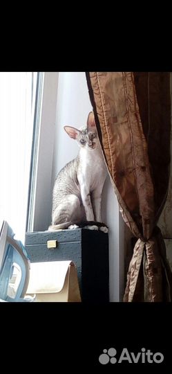 Кот породистый