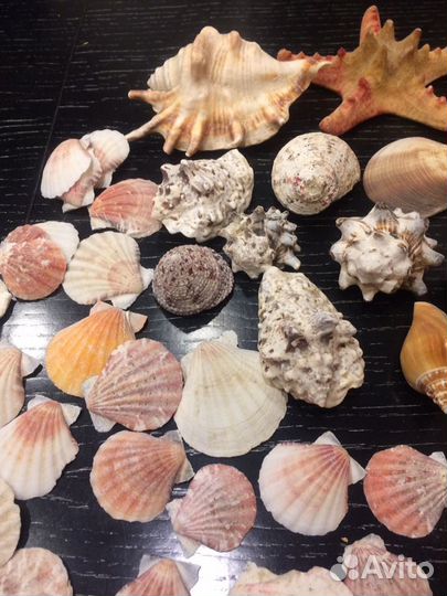 Морские ракушки