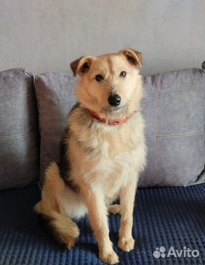 Собака Арфа в добрые руки