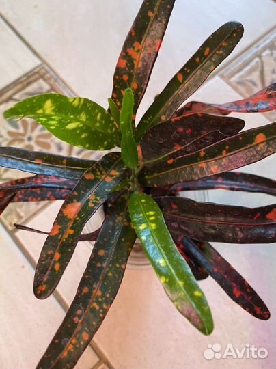 Кротоны разные