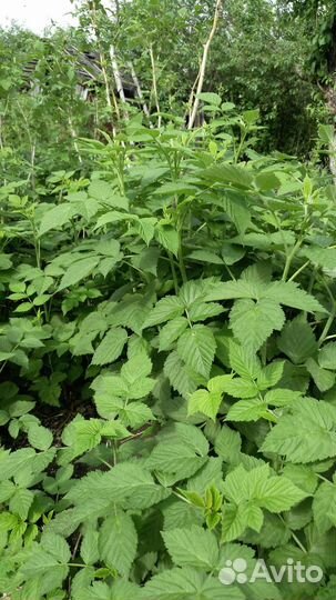 Малина саженцы