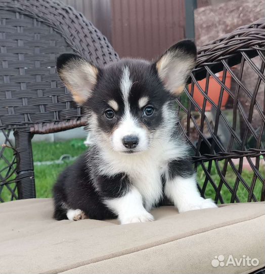 Вельш-корги пемброк