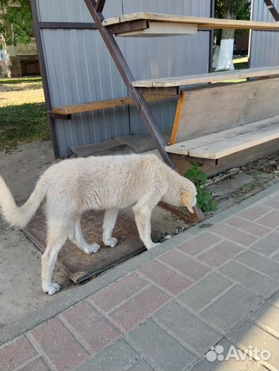 Щенок