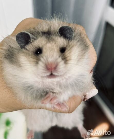 Сирийский хомяк