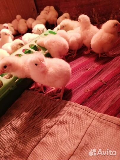 Подрощенный недельный бройлер кобб500 Испания