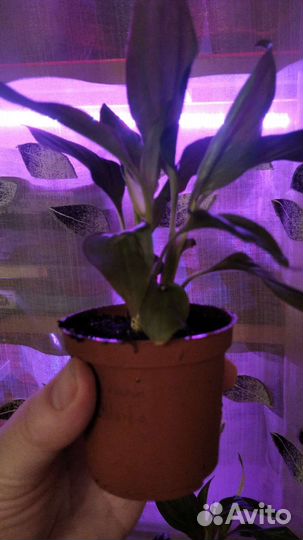 Спатифиллум Cupido