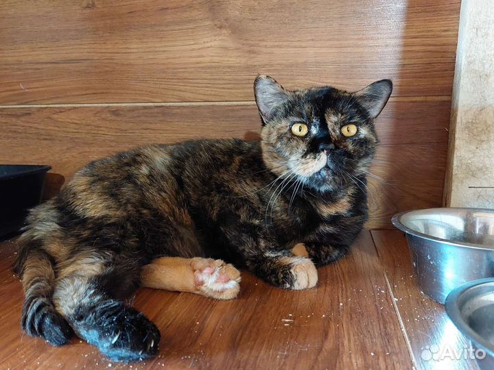 Британская кошка