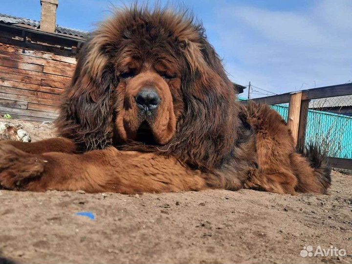 Тибетский мастиф