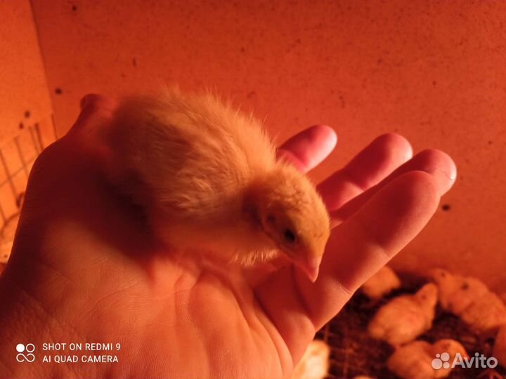 Перепела суточные