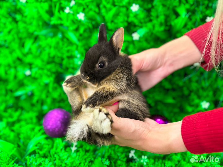 Мини карликовый кролик - минор огневка
