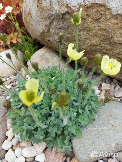 Многолетние садовые цветы