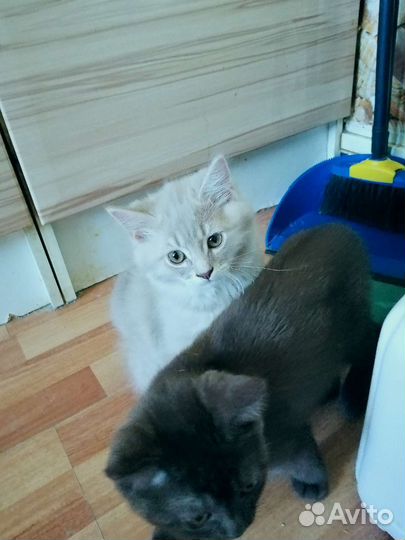 Шотландские котята