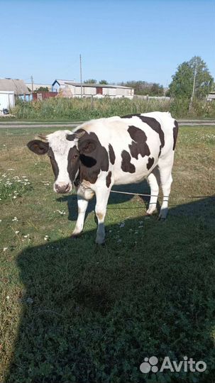 Продам телку