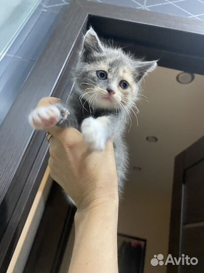 Девочка 1,5 месяца