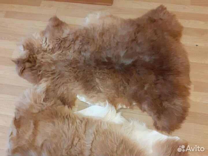 Шкурка животного