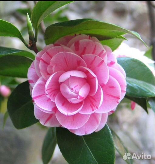 Камелия комнатная