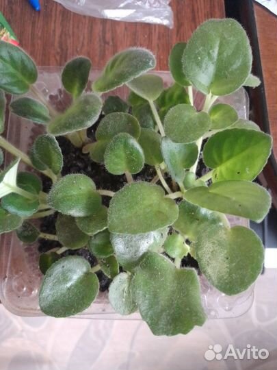 Фиалки набор 9 шт