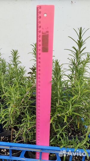 Розмарин саженцы