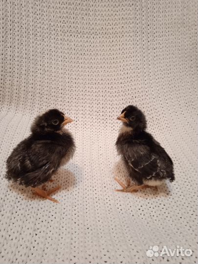 Цыплята суточные