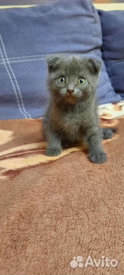 Вислоухие котята