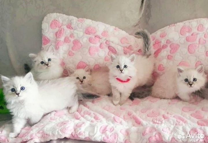 Котята Рэгдолл урчащие