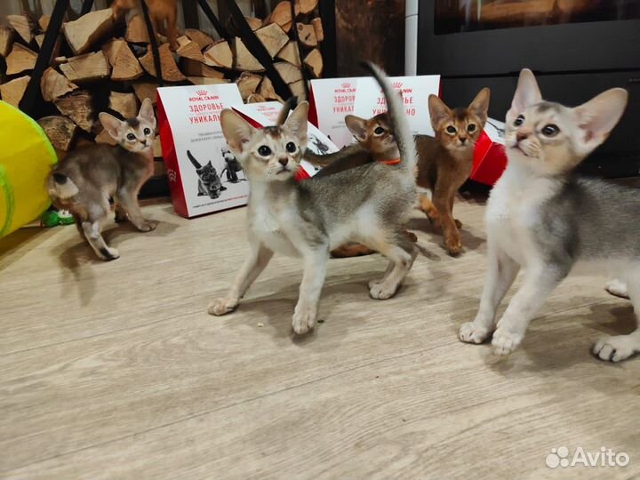 Абиссинские котята редких окрасов
