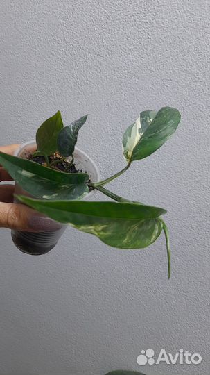 Эпипремнум разные сорта