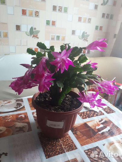 Декабрист шлюмберга