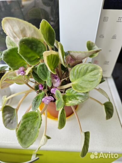 Продам взрослую цветущую фиалочку