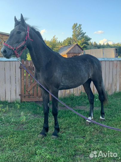 Продам жеребца