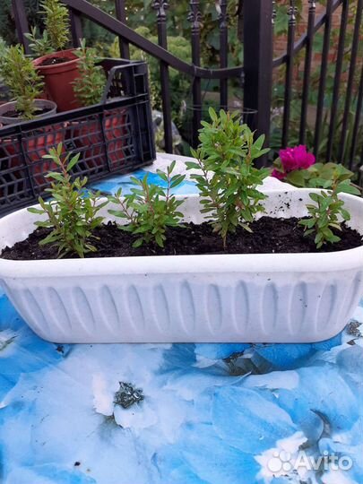 Гранат комнатный