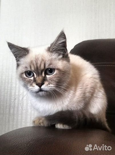 Кот