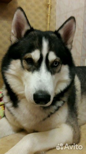 Кобель 8лет для вязки