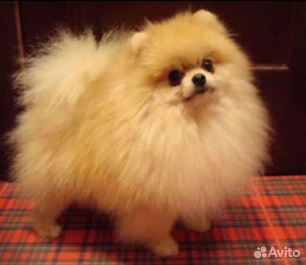 Щенки шпица мини