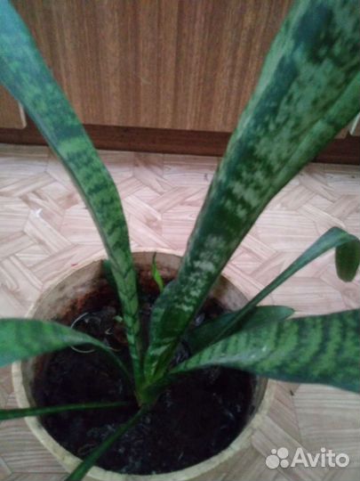 Сансевиерия