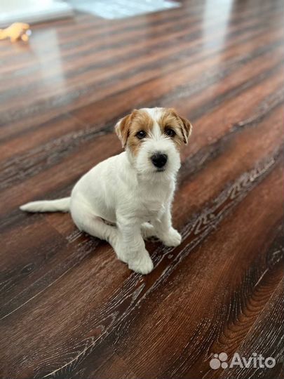 Передержка собак