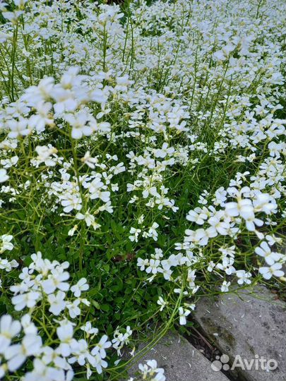 Камнеломка теневая Почвопокровная
