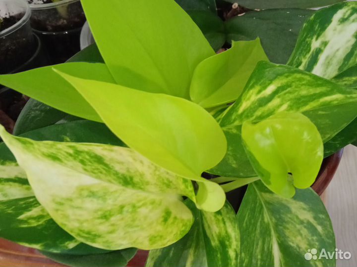 Сциндапсусы разные сорта